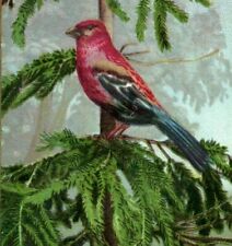 1880's German Religious Bible Quote Beautiful Wild Bird Parrot P186 picture