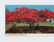 Postcard Florida's Beautiful Royal Poinciana Tree USA North America picture
