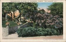 1934 St. Petersburg,FL Bougainvillaea in Bloom Kropp Pinellas County Florida picture