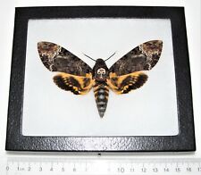 Acherontia lachesis Silence of the Lambs death's head moth Philippines framed picture