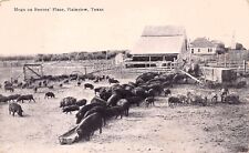 Plainview TX Texas Reeves Place Pig Farm Hogs Homestead c1920 Vtg Postcard D44 picture