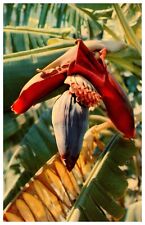 Banana Blossom Found in Hawaii Vintage Chrome Postcard UNPOSTED picture