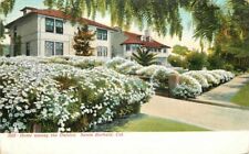 C-1905 Home Among Daises Santa Barbara California Selige Postcard 20-6525 picture