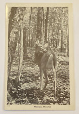 Vintage RPPC Postcard, Deer, Minocqua, Wisconsin picture