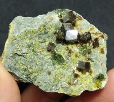 Andradite garnets on Matrix with Diopside and Epidote 128 grams picture