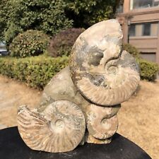 4.73LB Natural Large Beautiful Ammonite Fossil Conch Crystal Specimen Healing picture
