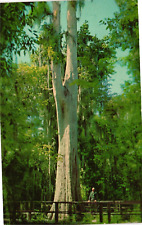 Vintage Postcard - Cyress Tree At The Great Masterpiece Lake Wales Florida picture