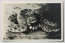 Rattler Ready To Strike RattleSnake 1930's RPPC Vintage Real Photo Post Card picture