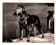 1939 Press Photo of Doberman Pincher Best of Show Winner at Westminster Dog Show picture