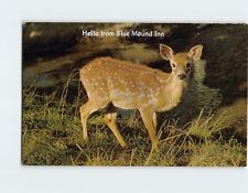 Postcard Surprised Fawn Hello from Blue Mount Inn picture