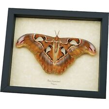 Attacus lorquinii Female Resting Moth 7.5 inch wide Snake Head Philippines Atlas picture