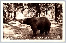 RPPC  Large Bear Yosemite National Park CA California Sawyer Postcard - C13 picture