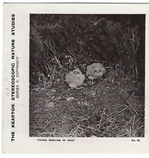 Young Merlins in the Nest, Keaton Nature Studies Stereoview picture