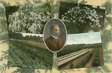 1910 Scenes In Hill's Nursery, Dundee, Illinois Advertising Postcard picture