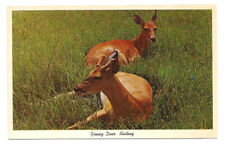 Beechwood MI Postcard Michigan Greetings Deer picture