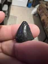 mosasaur Pterygoid tooth fossil Rare cretaceous picture