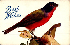 BEST WISHES PRETTY COLORFUL BIRD POSTCARD EARLY 1900S A8 picture
