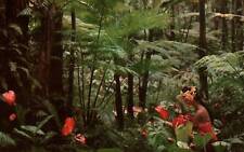 Puma Native Forest Hawaii HI Anthuriums Giant Tree Ferns Wild Bananas Postcard picture