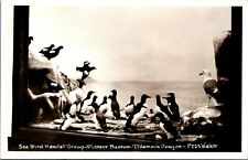 RPPC Penguins Sea Birds Habitat Scene Pioneer Museum Tillamook OR Postcard UNP picture