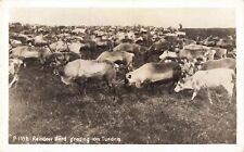 Postcard RPPC Reindeer Herd Grazing Tundra EKC Stamp Box picture