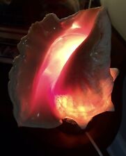 VTG JOLLY QUEEN CONCH SHELL LAMP VIRGIN ISLANDS 12” WORKS  picture