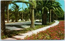 Postcard - An Avenue Of Palms In California picture
