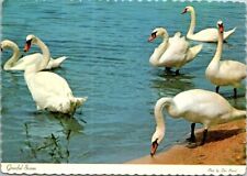 Vintage Michigan Graceful Swans Postcard picture
