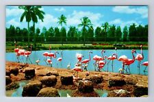 Miami FL-Florida, Flamingos And Nests, Hialeah Race Course, Vintage Postcard picture