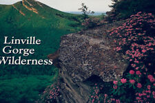 Linville Gorge Wilderness North Carolina Postcard D12 picture