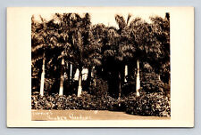 RPPC Turner's Sunken Gardens Palm Trees St. Petersburg FL Postcard picture