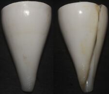 Tonyshells Seashells Conus sugimotonis CONE SNAIL 53mm F+++/GEM Superb White picture