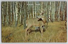 ADRIAN MI Michigan Deer Sensing Danger Woods Buck Vtg Chrome Postcard 1950-60s picture