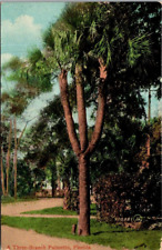 Three Branch Palmetto, FL Postcard picture