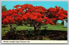 Floridas Fl Beautiful Royal Poinciana Tree Natural Colo Reproduction Postcard picture