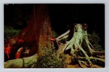 Klamath CA-California, Trees of Mystery, Octopus Tree, Antique Vintage Postcard picture