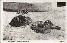 1933 Sao Paolo Brazil Instituto Butantan RPPC Postcard Rattlesnakes picture