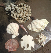 lot 8 nice natural pcs: coral, abalone, sand dollar, asstd shells aquarium decor picture
