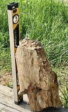 **PHENOMENAL* 44 LB TX Petrified Fossil Wood Trunk Section~UNBELIEVABLE SPECIMEN picture