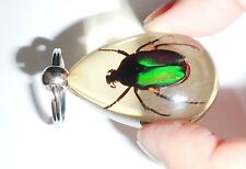 Insect Acrylic Key Ring Black Rose Chafer Beetle Amber Clear SK09A picture