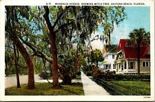 Vtg Daytona Beach FL Magnolia Avenue Witch Tree Spanish Moss 1920s Postcard picture