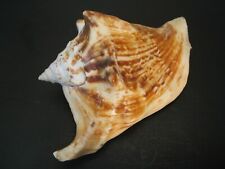 Collector Fave...(Strombus) TRICORNIS TRICORNIS~89.9mm/Gem~Yemen SEASHELL picture