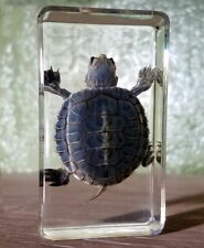 Best Quality Real Turtle in Resin, Oddities, Curiosities, Trachemys Scripta picture