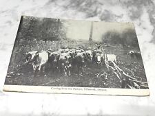 1911 Tillamook Oregon Postcard Lithograph Cows Coming In From Pasture Pmk 🐄 picture