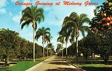 Oranges Growing At Midway Groves Sarasota Florida Vintage Postcard 1975 Posted picture