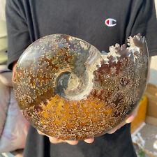 2.9lb Natural Beautiful Ammonite Fossil Conch Crystal Specimen Healing picture