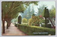 A Cypress Hedge in California c1910 Antique Postcard picture