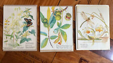 Vintage 3 Botanical Plants Print Cards Edith Holden Frame For Gallery Wall picture