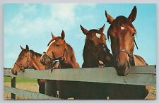 Postcard Four Horses Looking Over a Fence picture