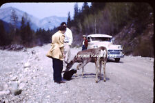35MM Found Photo Slide Scottie Dog Meeting Deer On Roadside 1950s picture