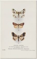 Exotic Moths, British National History Museum - Waterlow & Sons Vintage Postcard picture